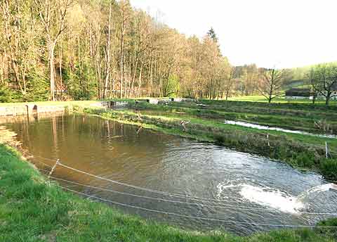 Teichanlage fischzucht Gusental-Forelle